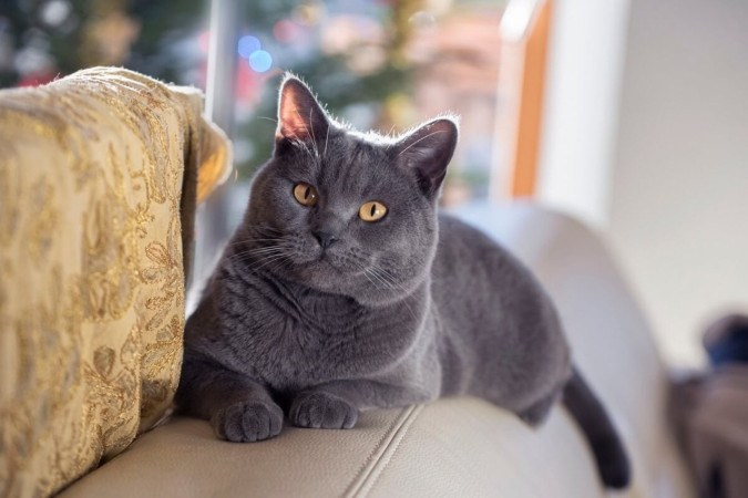 O chartreux é conhecido por sua personalidade afetuosa e calma (Imagem: Katniss studio | Shutterstock) -  (crédito: EdiCase)