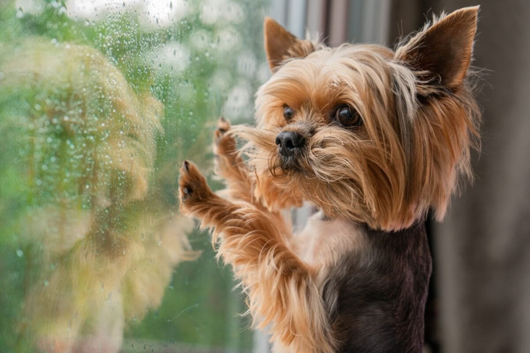 Os cachorros têm a audição sensível e podem se assustar com a chuva (Imagem: Valerie Nik | Shutterstock) -  (crédito: EdiCase)