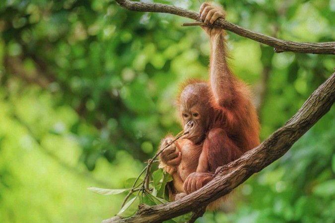 As Ilhas Seychelles testemunharam um grande retorno das baleias após o estabelecimento de áreas marinhas protegidas - (crédito: Getty Images) As Ilhas Seychelles testemunharam um grande retorno das baleias após o estabelecimento de áreas marinhas protegidas - (crédito: Getty Images)