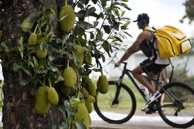 É a estação da jaca e ela pode ser encontrada nas ruas de Brasília