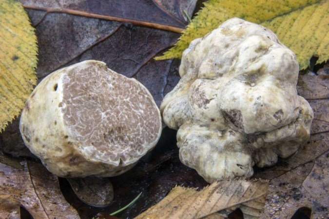 Seu perfume intenso e refinado, mistura de feno, alho e mel, permite aos cachorros de caça detectá-la, embora, às vezes, seja encontrada a meio metro de profundidade - (crédito: Reprodução/Wikimedia Commons) Seu perfume intenso e refinado, mistura de feno, alho e mel, permite aos cachorros de caça detectá-la, embora, às vezes, seja encontrada a meio metro de profundidade - (crédito: Reprodução/Wikimedia Commons)