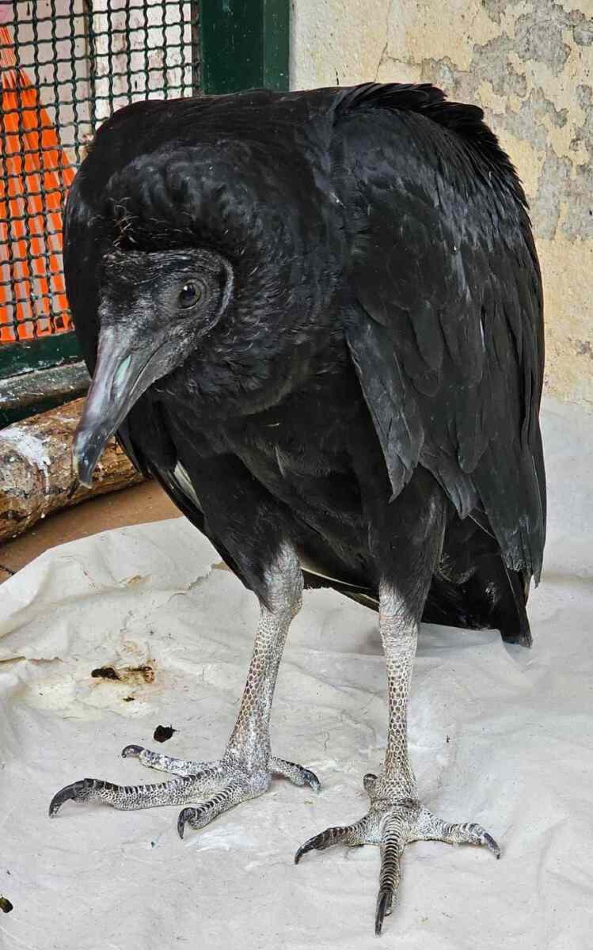 Urubu-de-cabeça-preta na área de fisioterapia, do Setor de Animais Silvestres do Hospital Veterinário da Universidade de Brasília