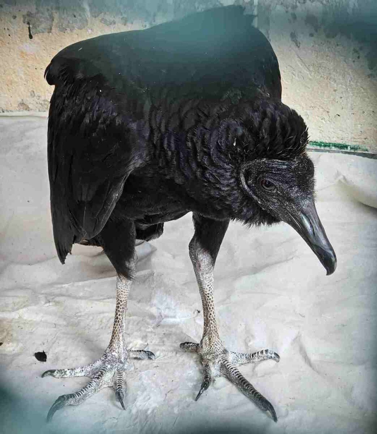 Urubu-de-cabeça-preta na área de fisioterapia, do Setor de Animais Silvestres do Hospital Veterinário da Universidade de Brasília