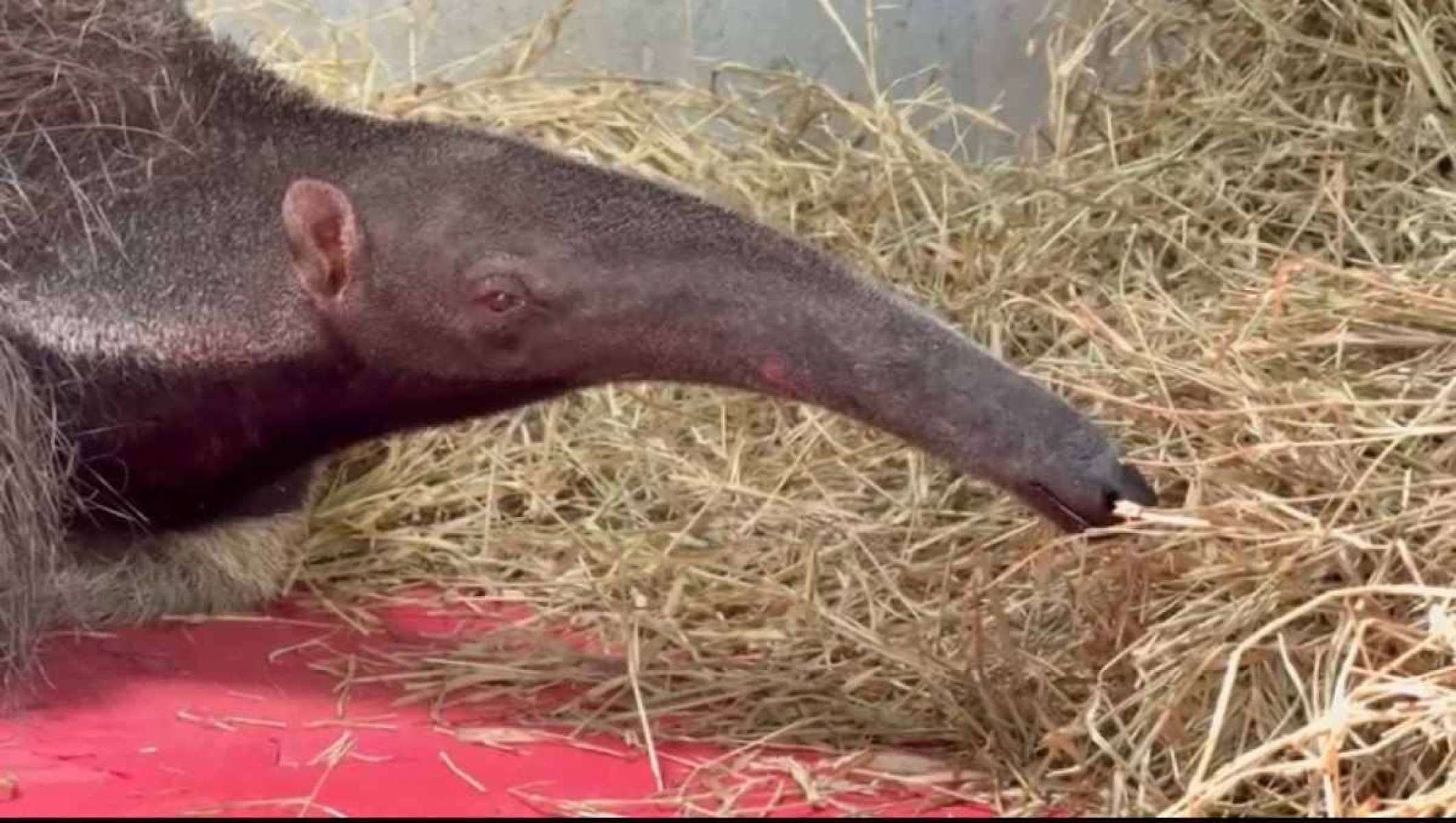 Animais se recuperam após enfrentarem pior incêndio em 10 anos na Flona
