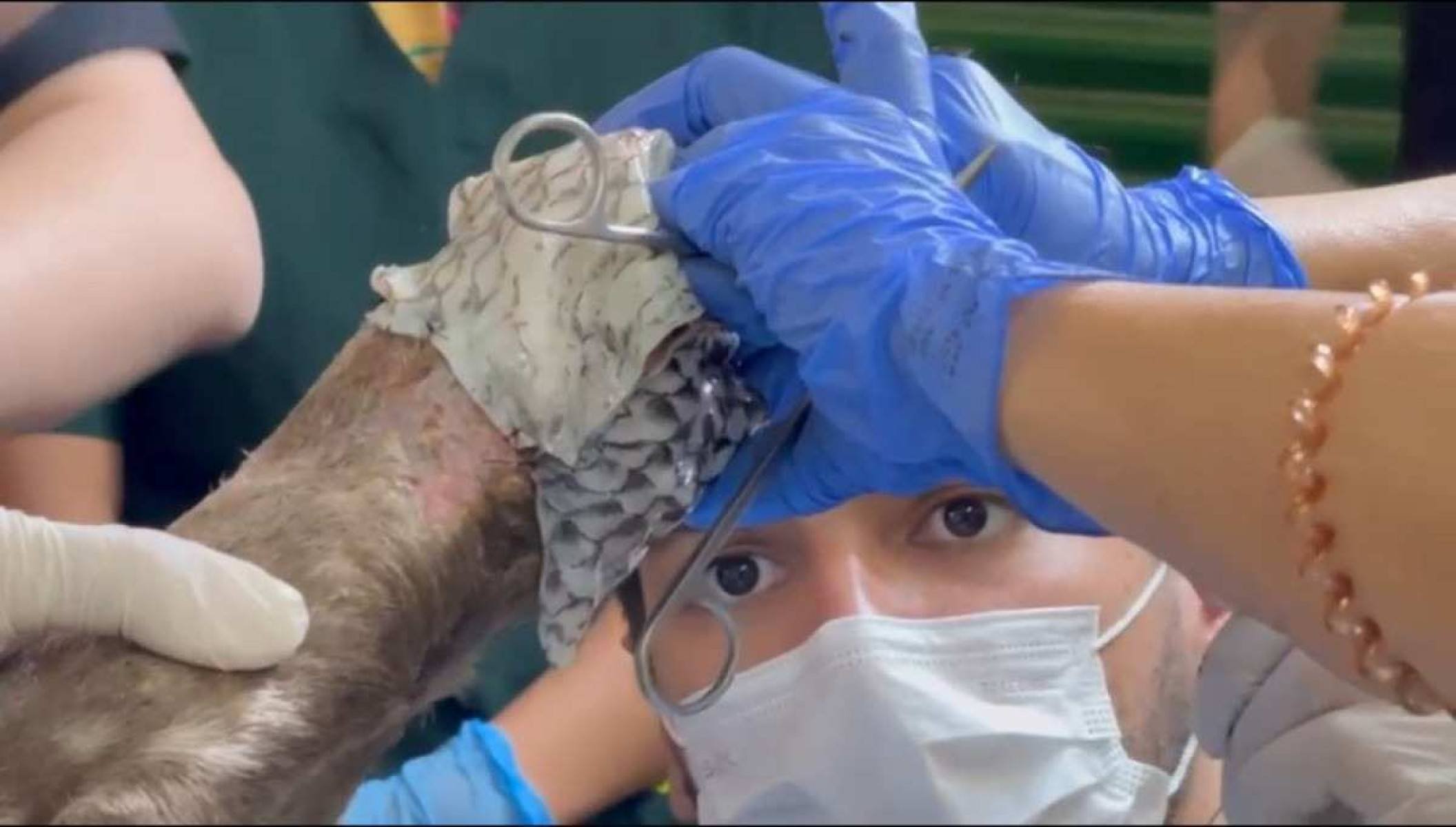 Momento em que os médicos veterinários do Zoolóógico aplicaram o processo de tilápia nas patas queimadas da anta -protocolo utilizado para regeneração de pele nos animais-.