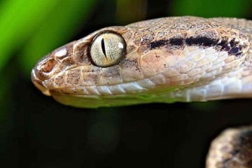 As aranhas prosperaram na ausência de aves -  (crédito: Alamy)