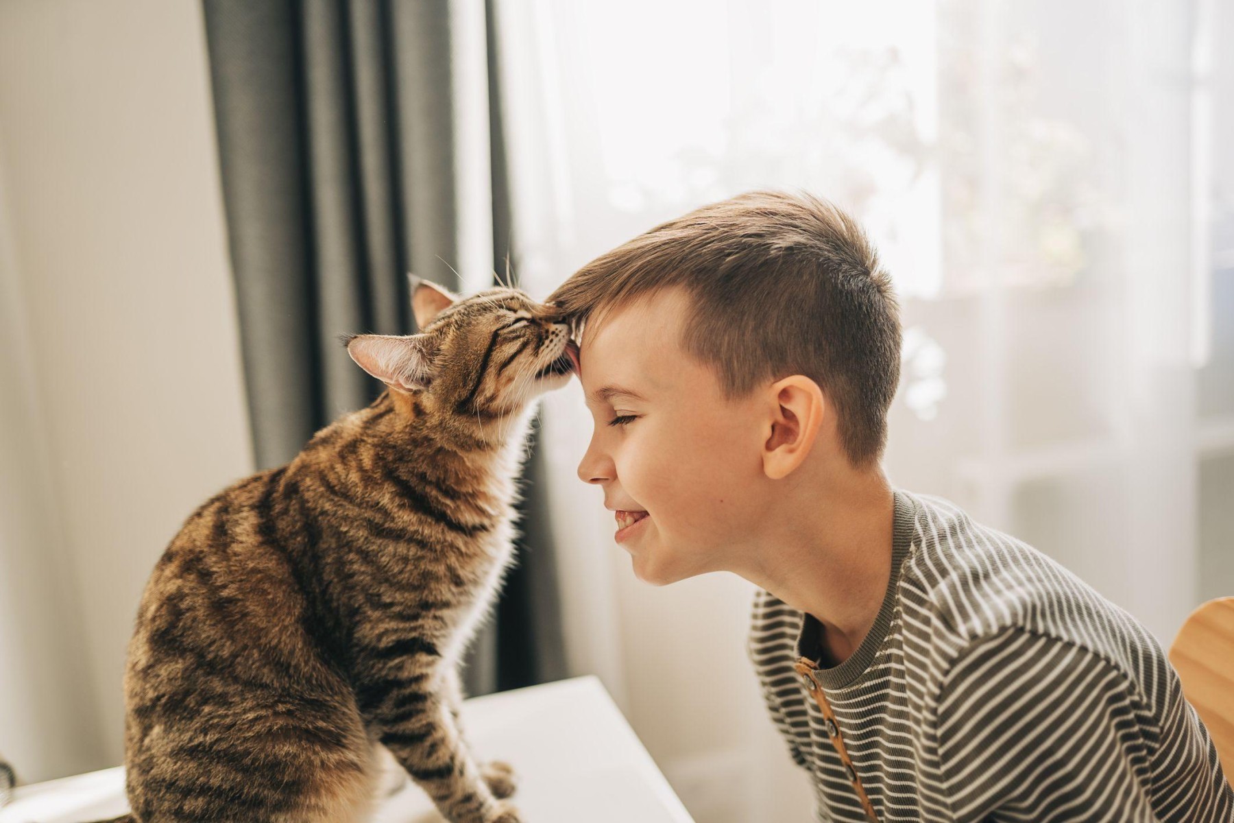 Os gatos fazem bem para nossa saúde?