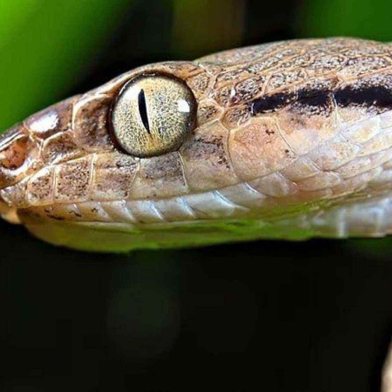 'Devoram tudo que encontram': a ilha nos EUA com milhões de serpentes que ameaçam floresta