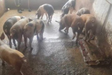 Leilão de porcos: animais podem ser avaliados na Fazenda da Papuda