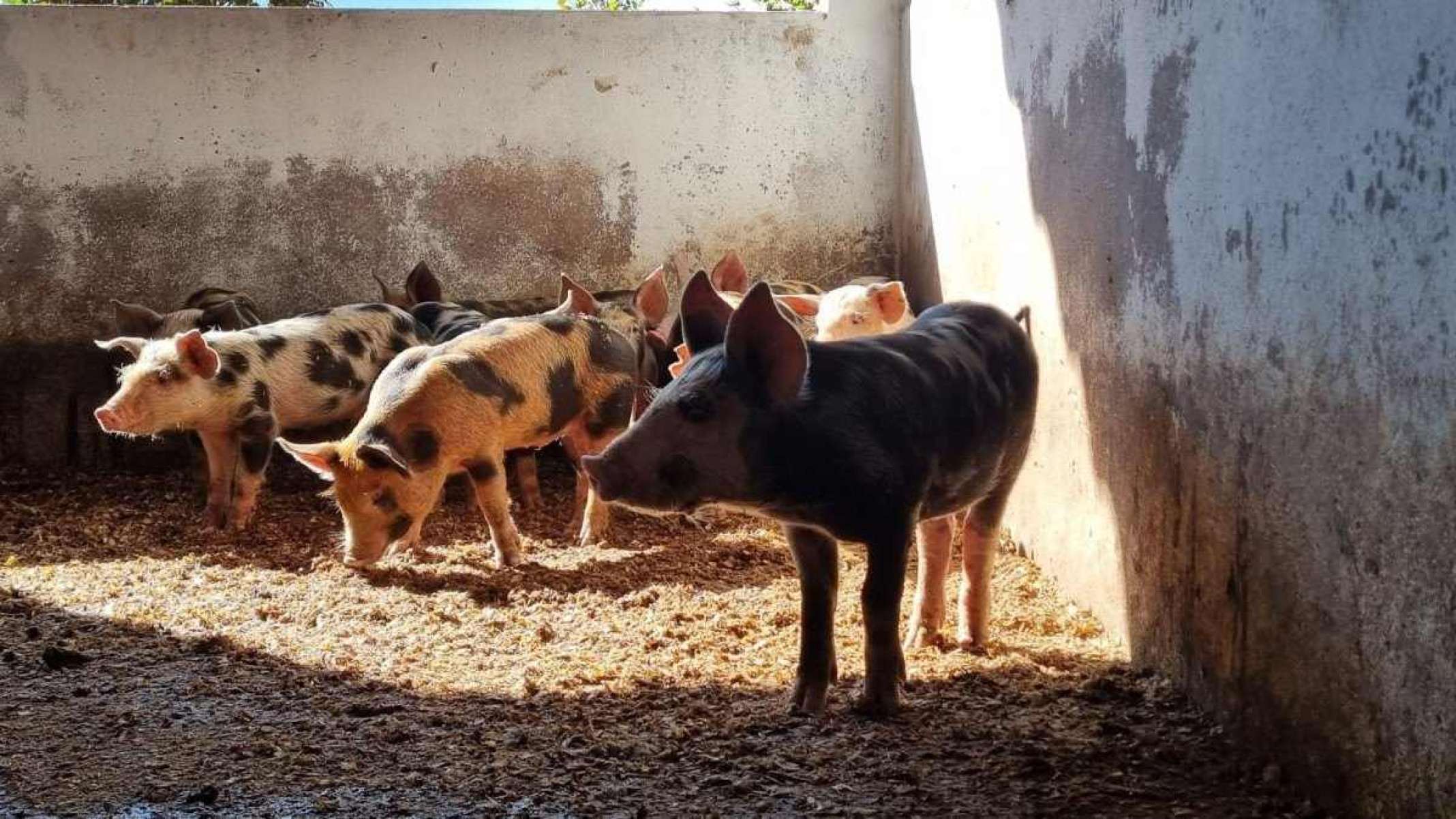 Leilão de porcos: animais podem ser avaliados na Fazenda da Papuda