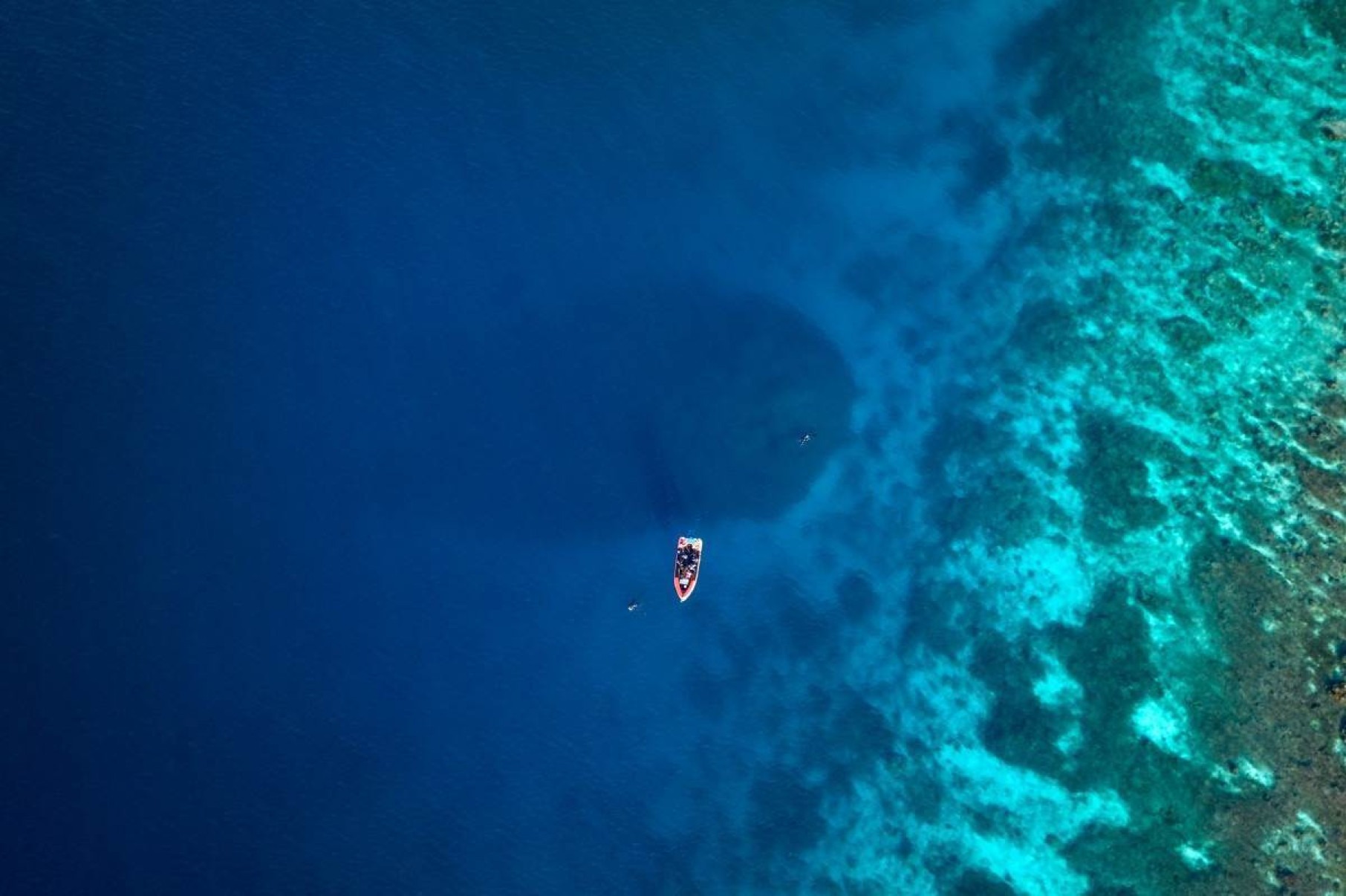 Maior coral do mundo é descoberto no Pacífico