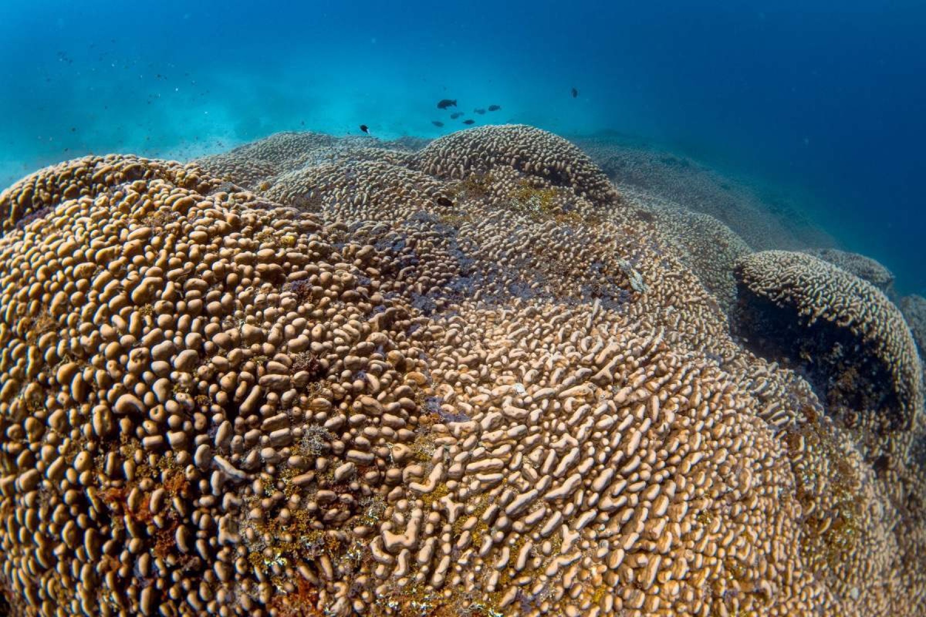 Maior coral do mundo é descoberto no Pacífico