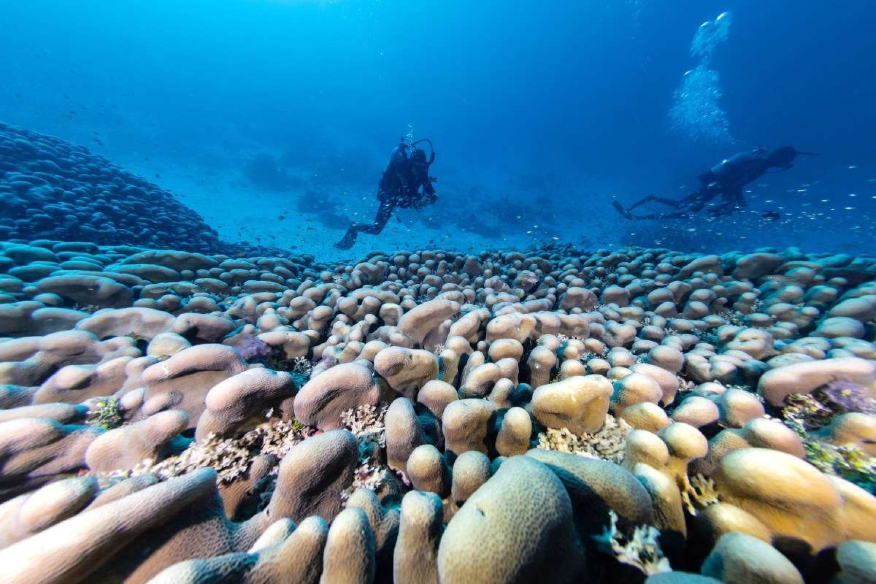 Maior coral do mundo é descoberto no Pacífico