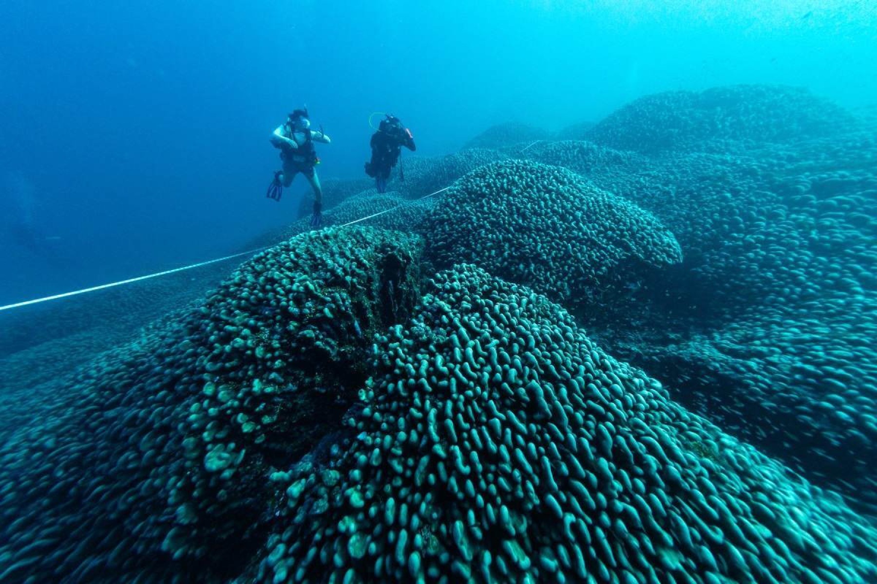 Maior coral do mundo é descoberto no Pacífico