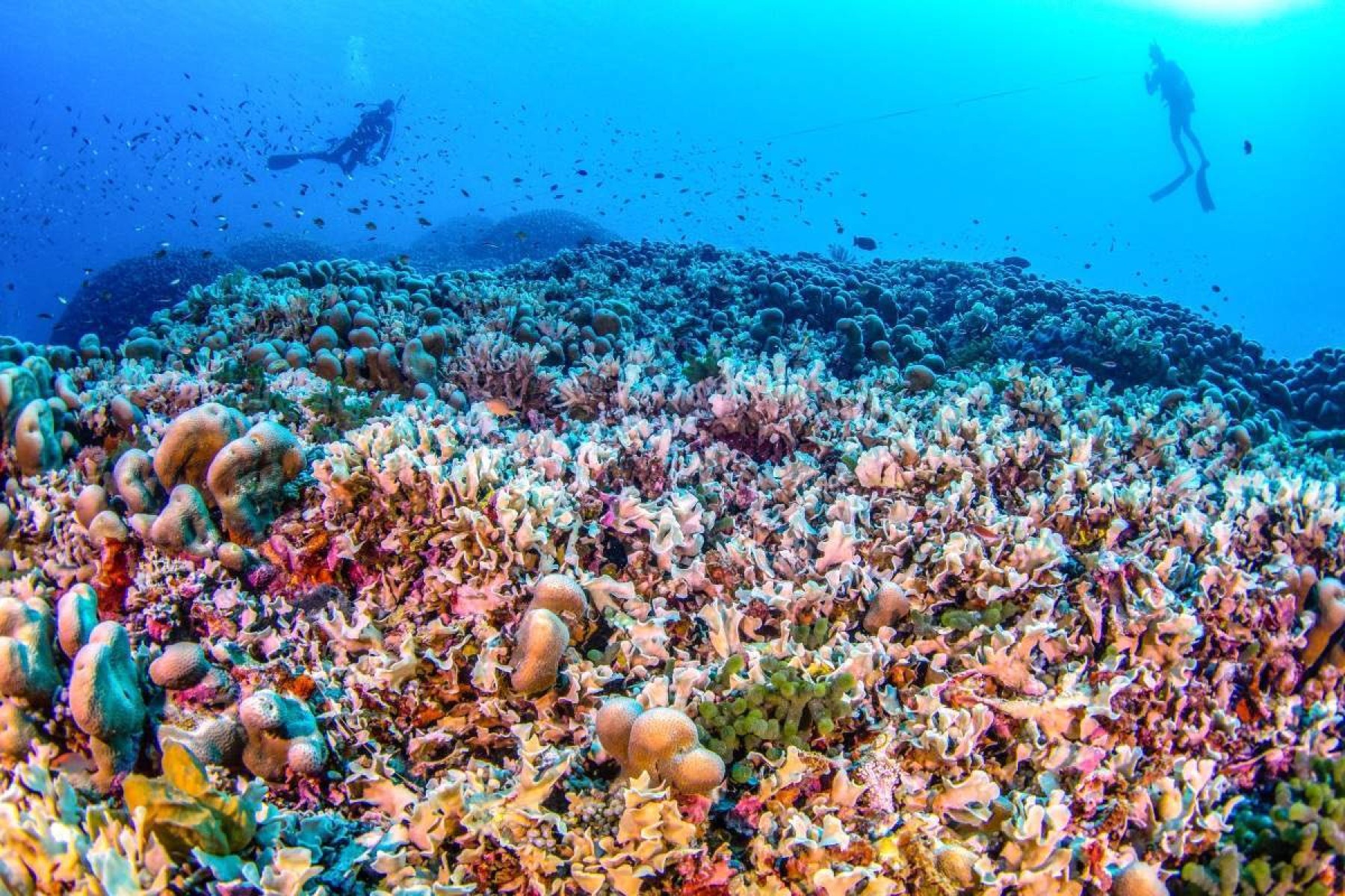 Maior coral do mundo é descoberto no Pacífico