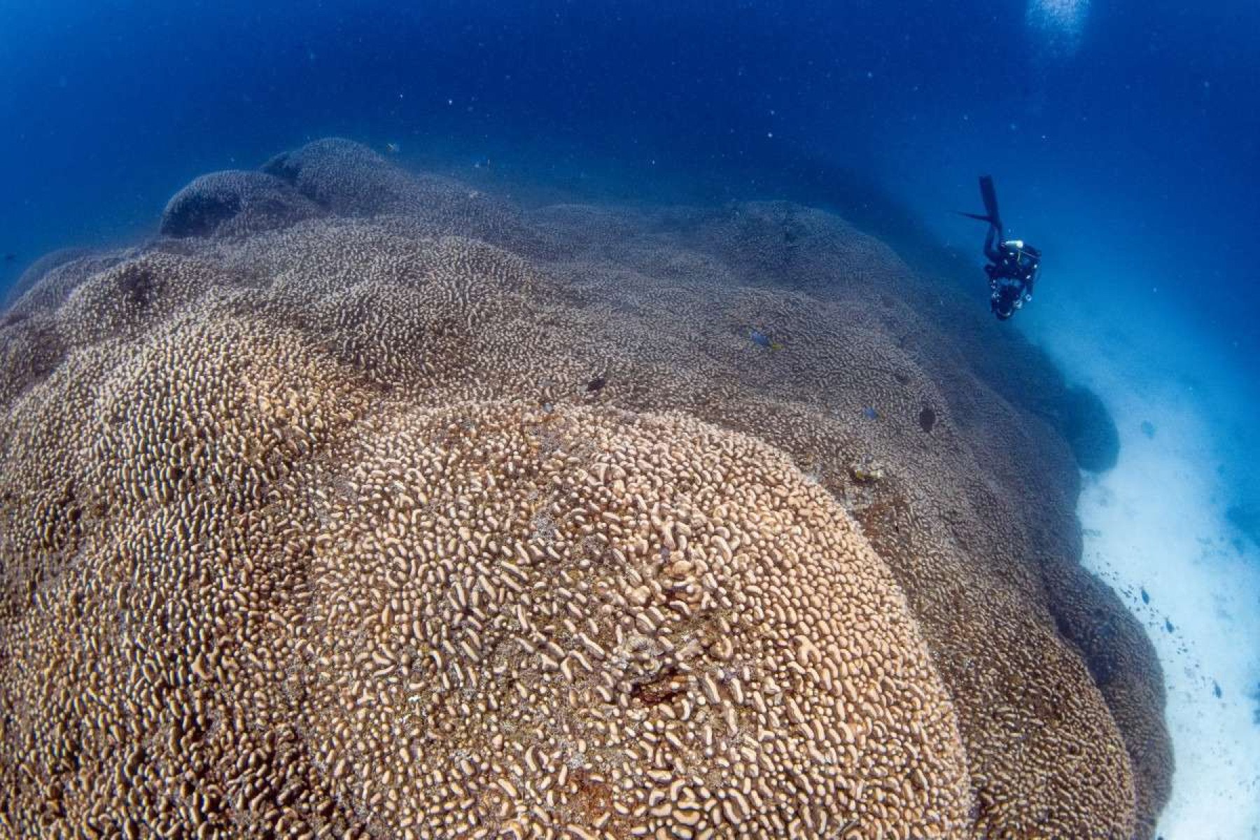 Maior coral do mundo é descoberto no Pacífico