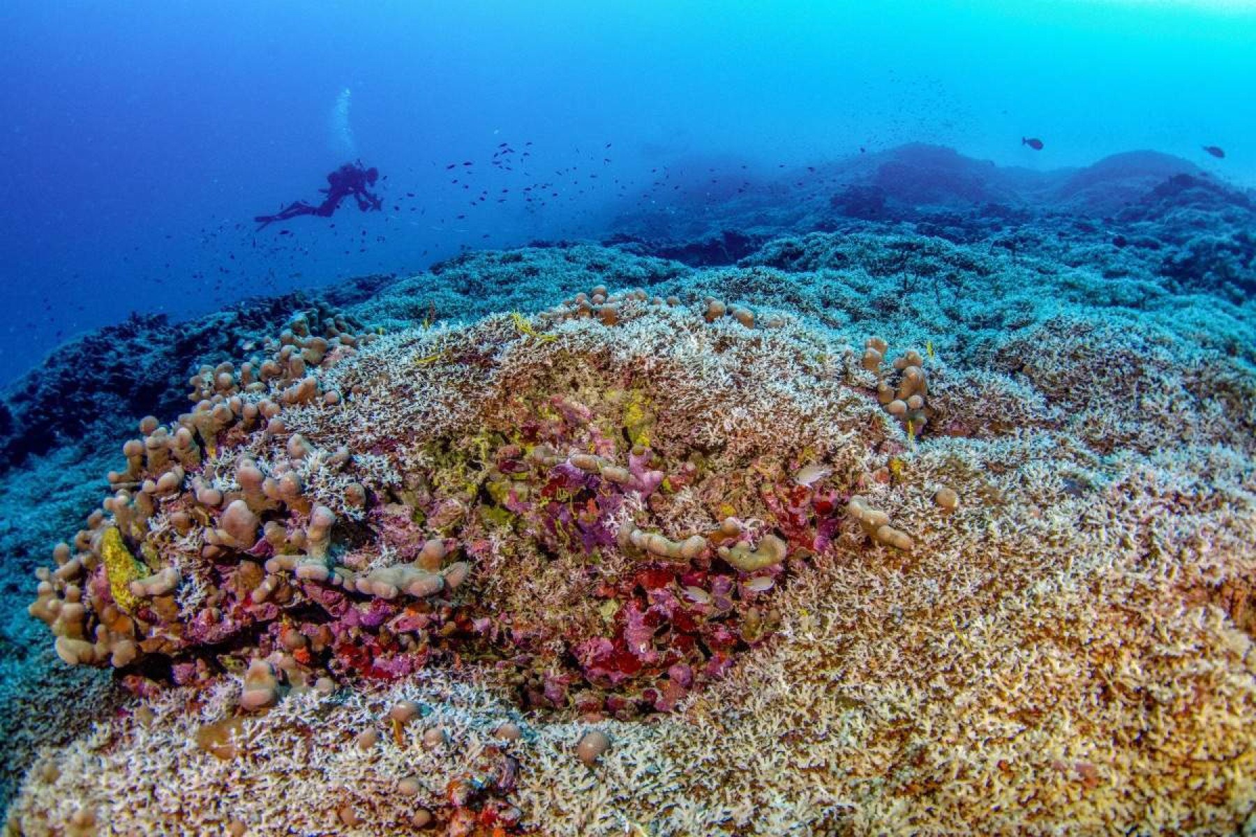 Maior coral do mundo é descoberto no Pacífico