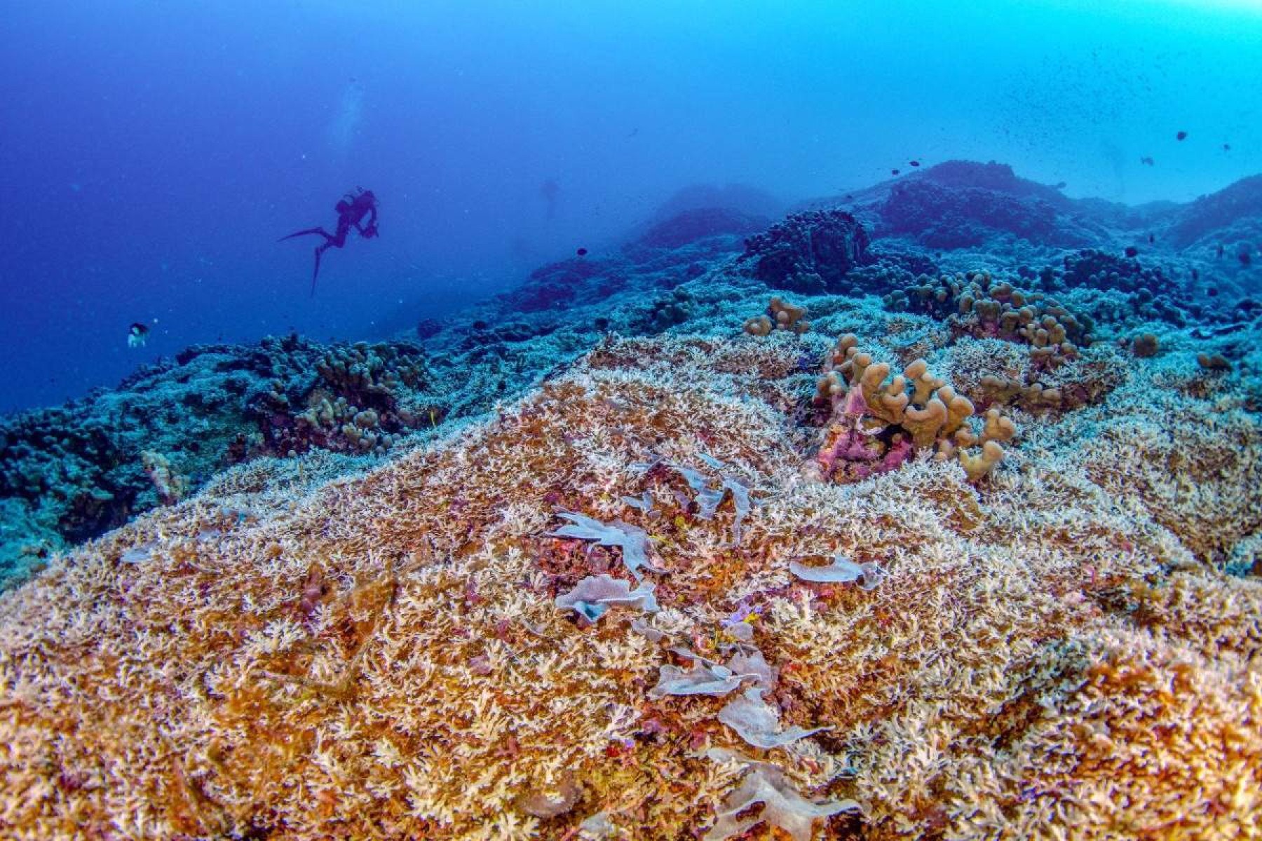 Maior coral do mundo é descoberto no Pacífico