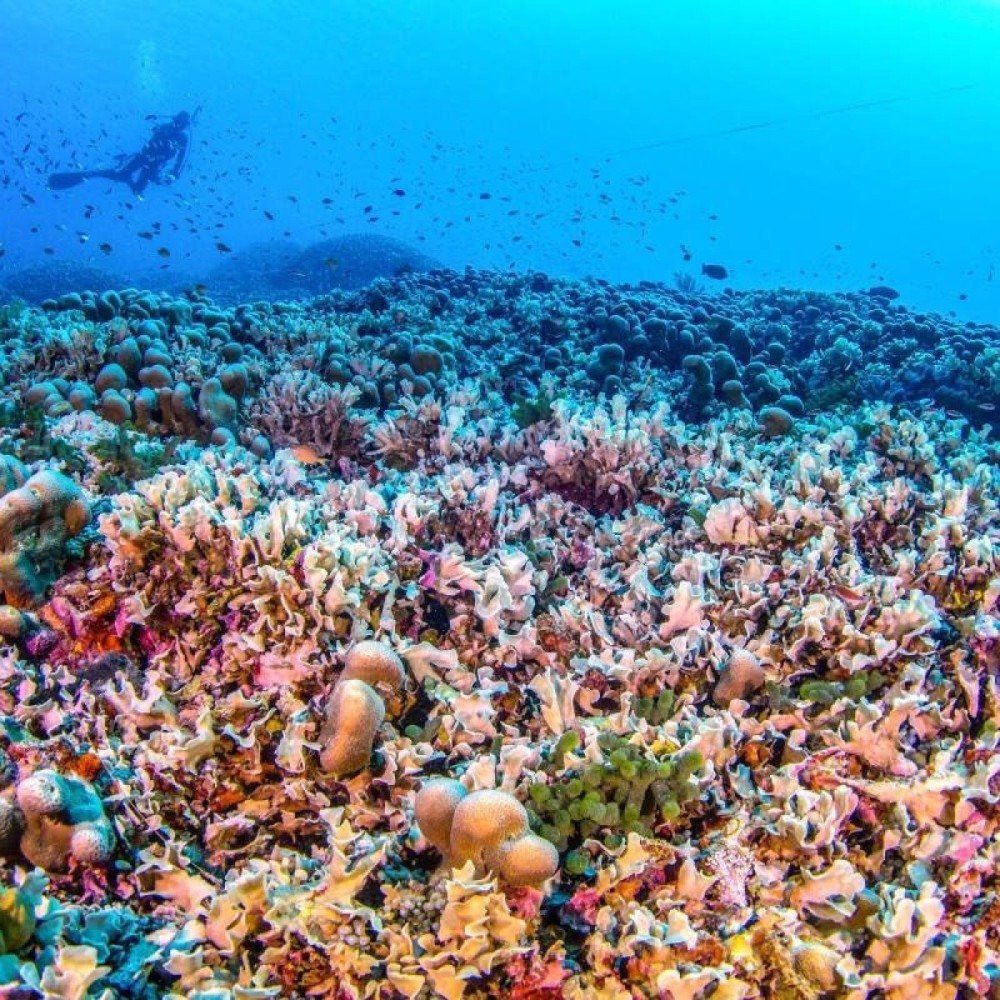 Maior coral do mundo é descoberto no Pacífico; veja fotos