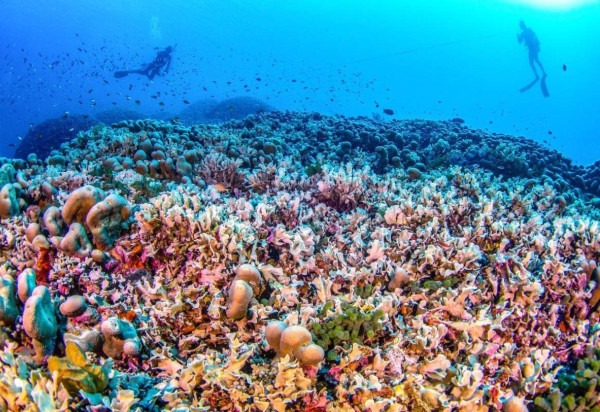  MANU SAN FELIX / NATIONAL GEOGRAPHIC PRISTINE SEAS / AFP