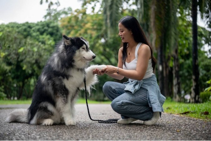 Adestramento positivo aumenta o vínculo do tutor com o pet (Imagem: BongkarnGraphic | Shutterstock)  -  (crédito: EdiCase)