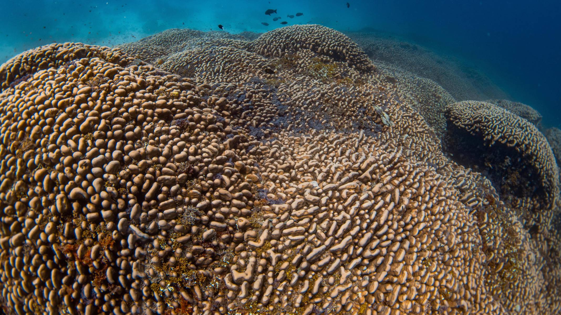 O coral fica nas ilhas Salomão e mede 34 metros de comprimento. -  (crédito: Manu San Felix, National Geographic Pristine Seas)