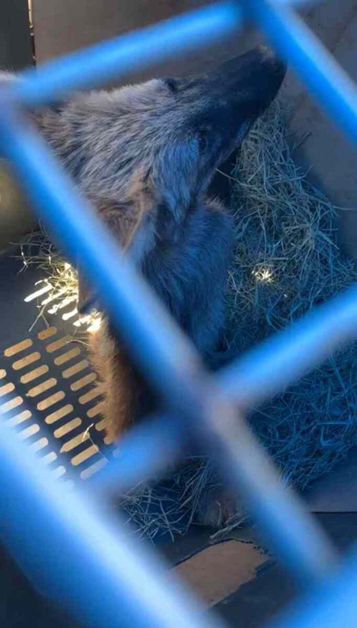 Filhote de Lobo-Guará que foi atropelado e não retornará a natureza