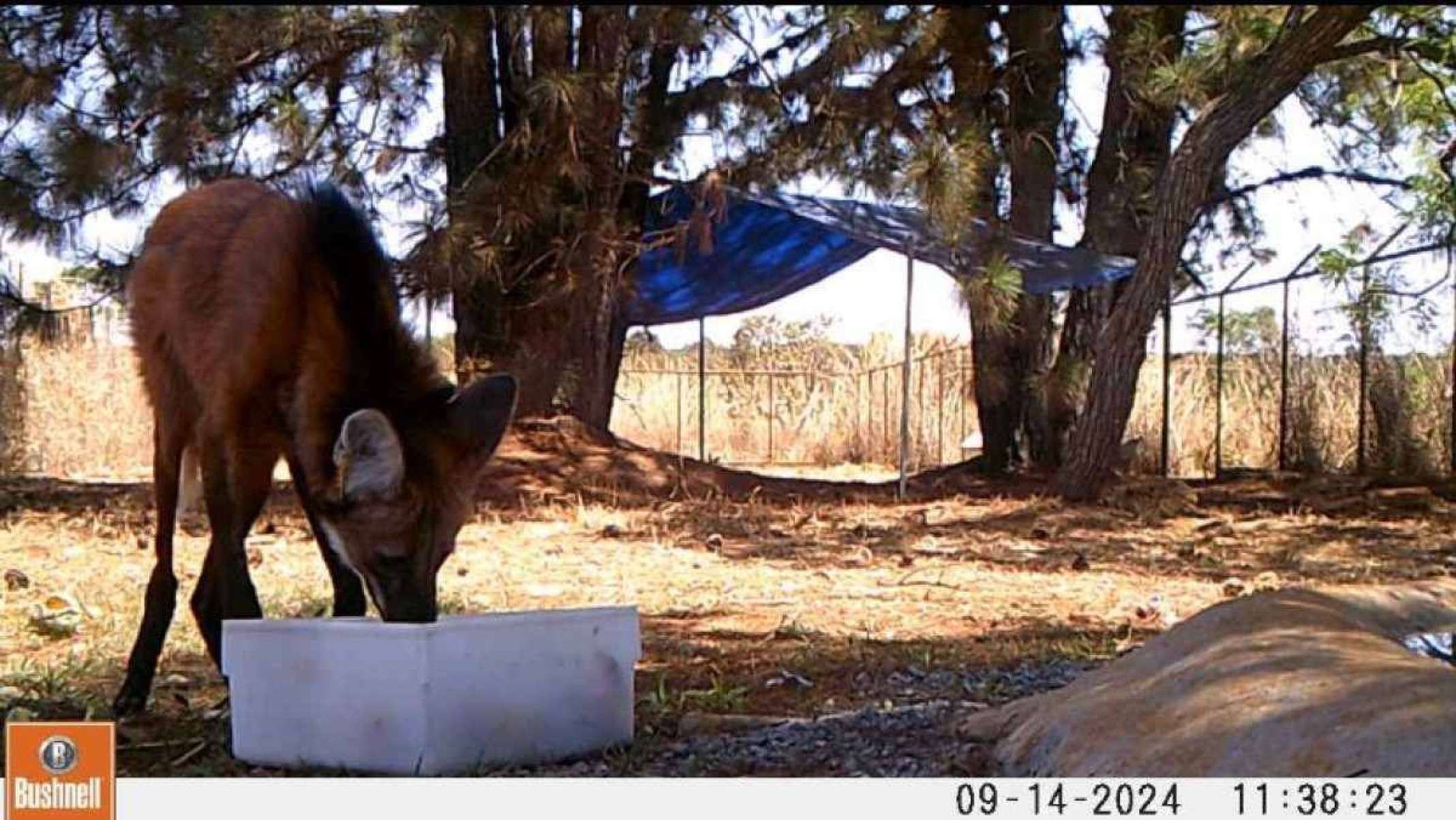 Lobo-Guará adlto que foi atropelado e tem chances de voltar a natureza