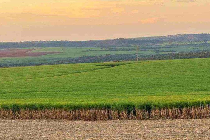 Lavoura de cana no Triângulo Mineiro: apesar do forte impacto da estiagem, investimentos têm garantido a produção e o lugar de destaque do estado -  (crédito: Faemg/Divulgação)