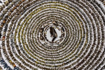 'Quando os mundos colidem' por Patricia Homonylo. Bird Photographer of the Year.
 -  (crédito: Reprodução/Patricia Homonylo)