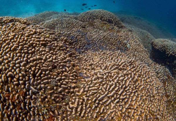 Manu San Felix, National Geographic Pristine Seas