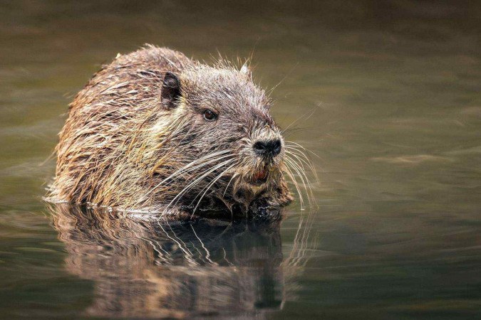 A arte rupestre do Azerbaijão faz referência à antiga megafauna que vagava pela paisagem. -  (crédito: Alamy)