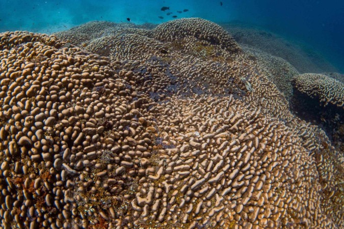 O coral fica nas ilhas Salomão e mede 34 metros de comprimento. -  (crédito: Manu San Felix, National Geographic Pristine Seas)