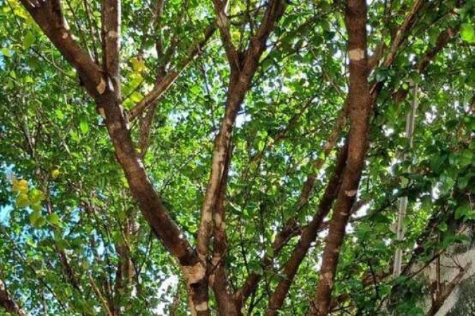 A pitanga é uma fruta tropical brasileira rica em vitamina C e antioxidantes