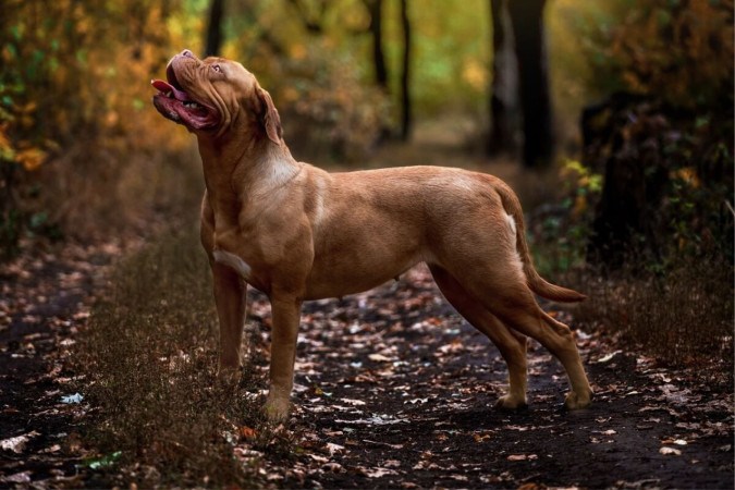 Os cachorros de porte gigante se destacam pelo tamanho impressionante (Imagem: Marry Kolesnik | Shutterstock)  -  (crédito: EdiCase)