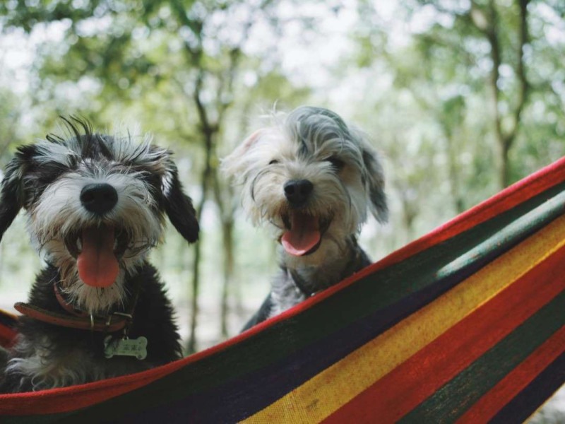 Cachorros -  (crédito: Alvan Nee/Unsplash)