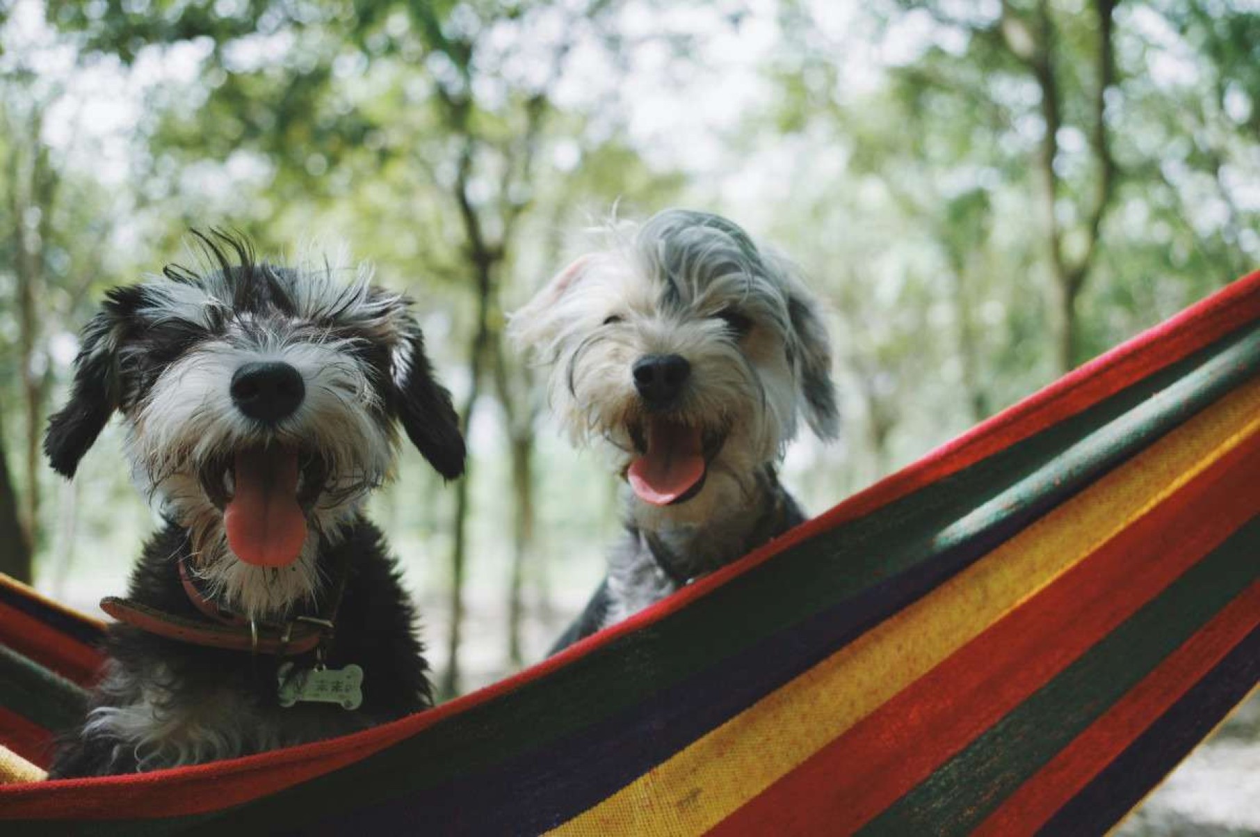 Alemanha tem impostos sobre cães de estimação e arrecada bilhões