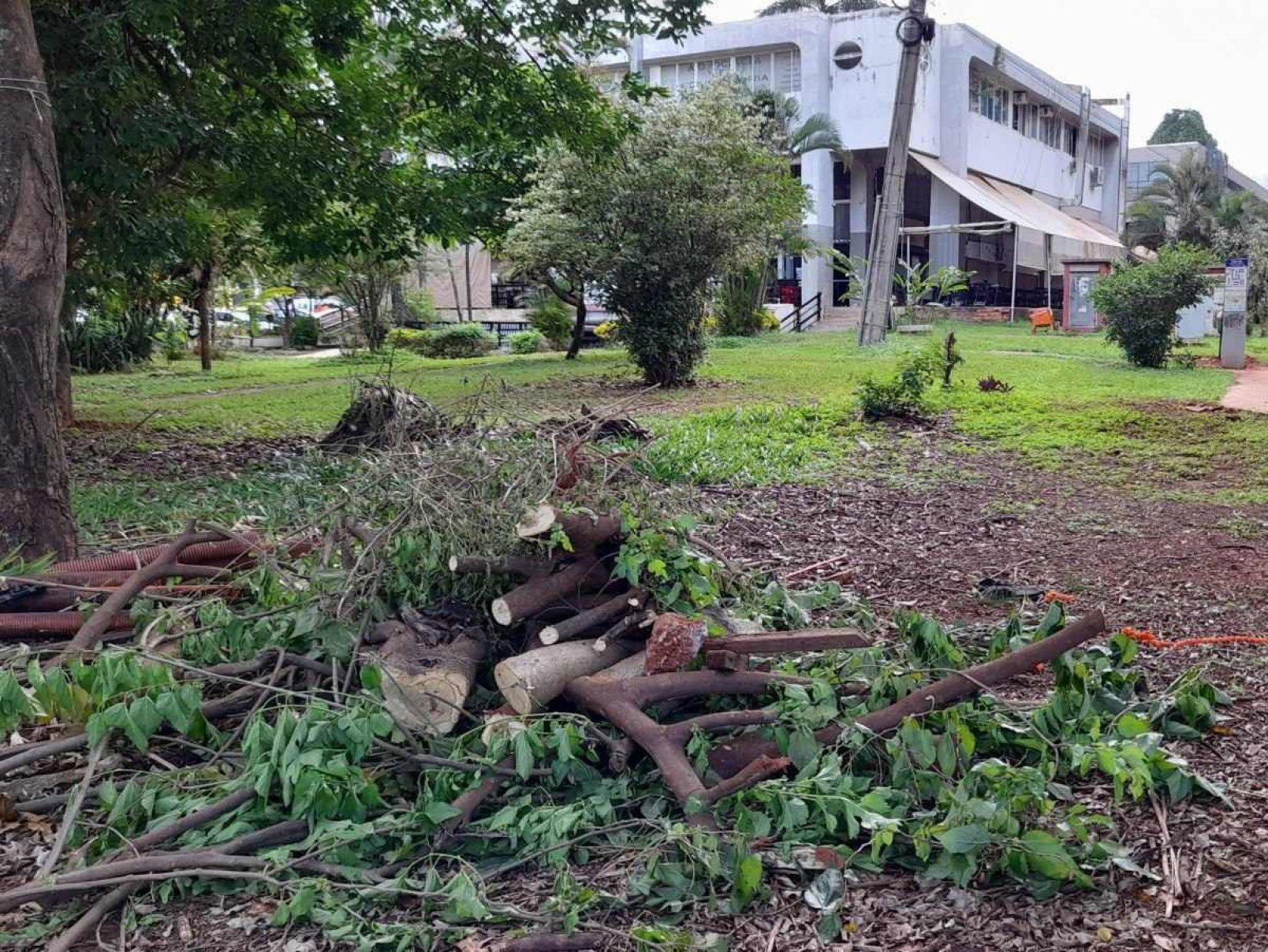 Descarte correto para a poda de árvores: saiba como proceder