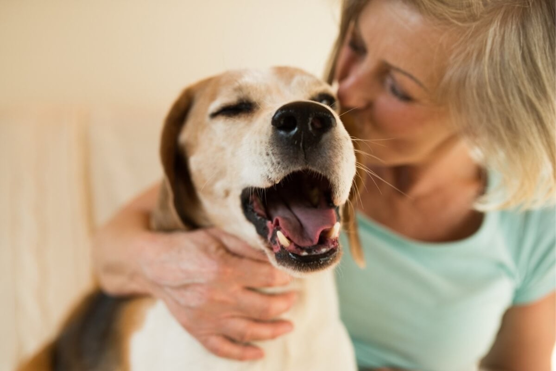 Cuidados especiais garantem que os cachorros vivam felizes por mais tempo (Imagem: Ground Picture | Shutterstock)  -  (crédito: EdiCase)