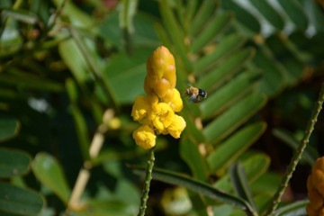 Abelha pousa em flor de Senna alata na Floresta Nacional de Carajás, no Pará -  (crédito: Rafael Borges)