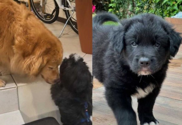 À direita, a golden Nina e o shi tzu Thor em reencontro; à esquerda, o 'golden-shi tzu' Maui -  (crédito: Reprodução/Instagram)