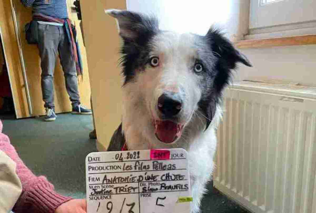 Messi foi treinado durante 6 meses para interpretar o papel do cão-guia Snoop. -  (crédito: Pinterest)