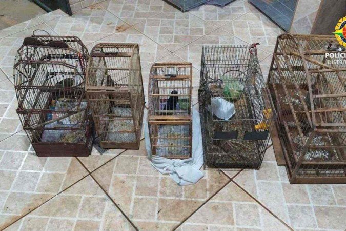 Aves foram resgatadas na noite de quarta  -  (crédito: Reprodução/PMDF)