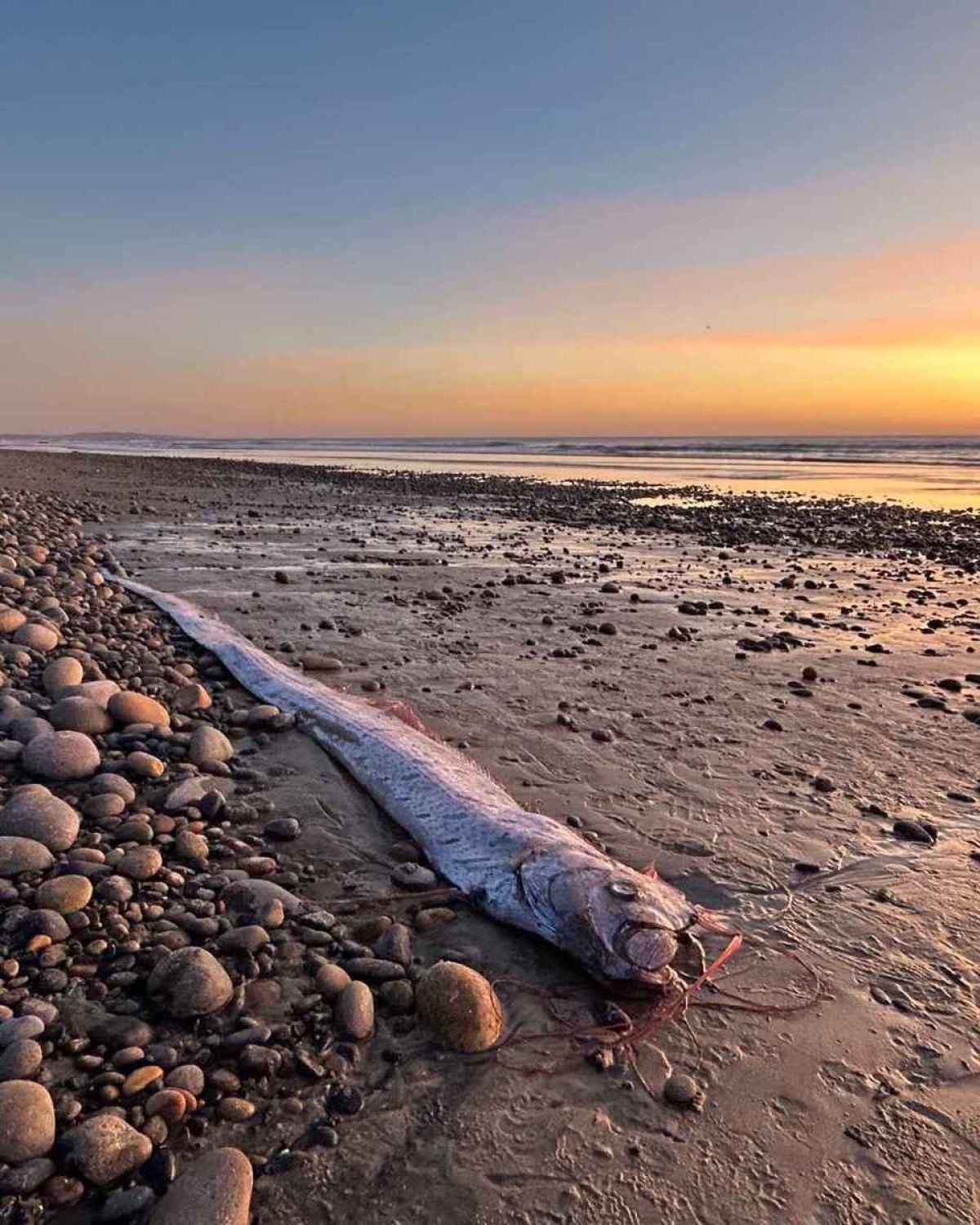 Peixe do juízo final é encontrado pela segunda vez no ano na Califórnia