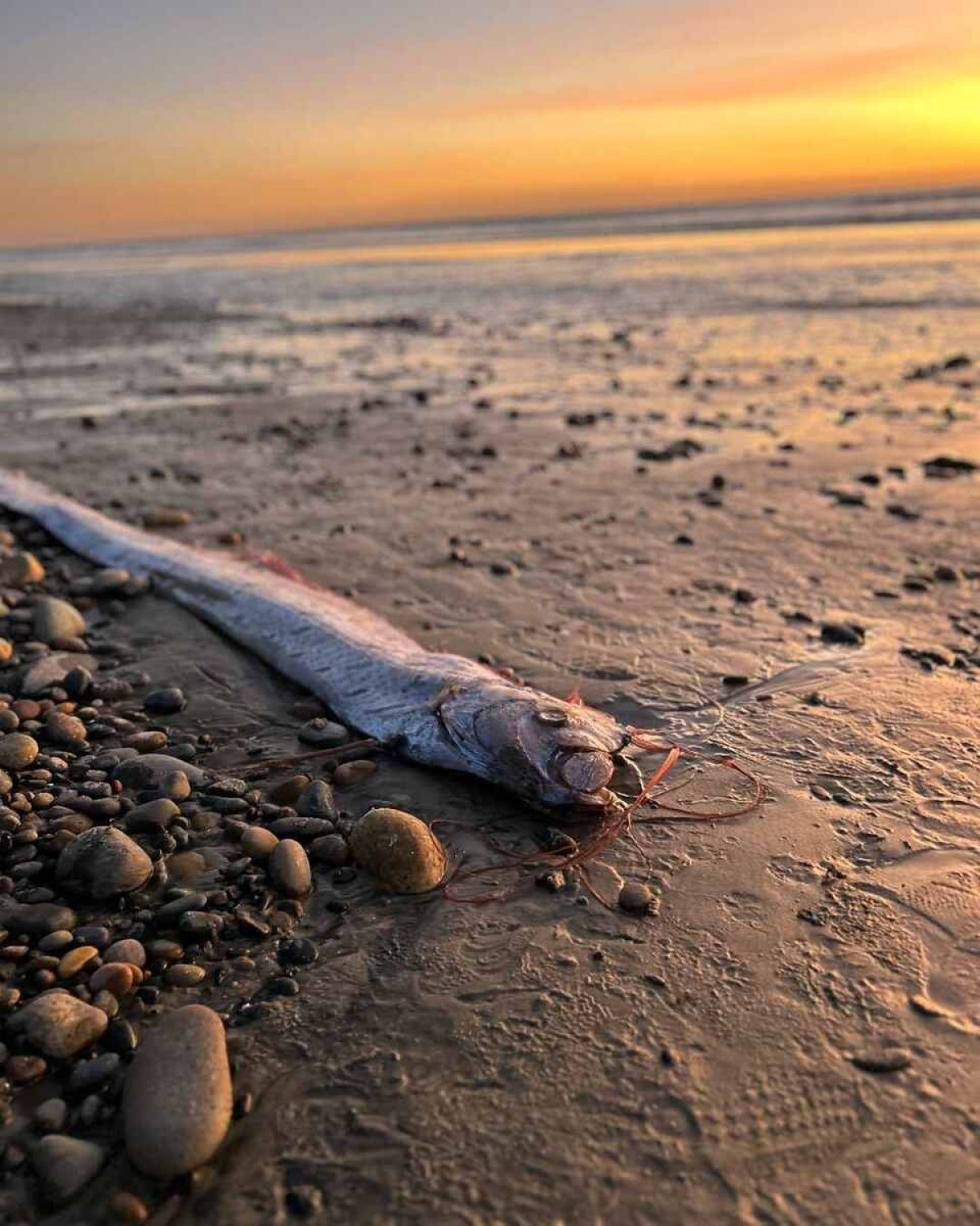 Peixe do juízo final é encontrado pela segunda vez no ano na Califórnia