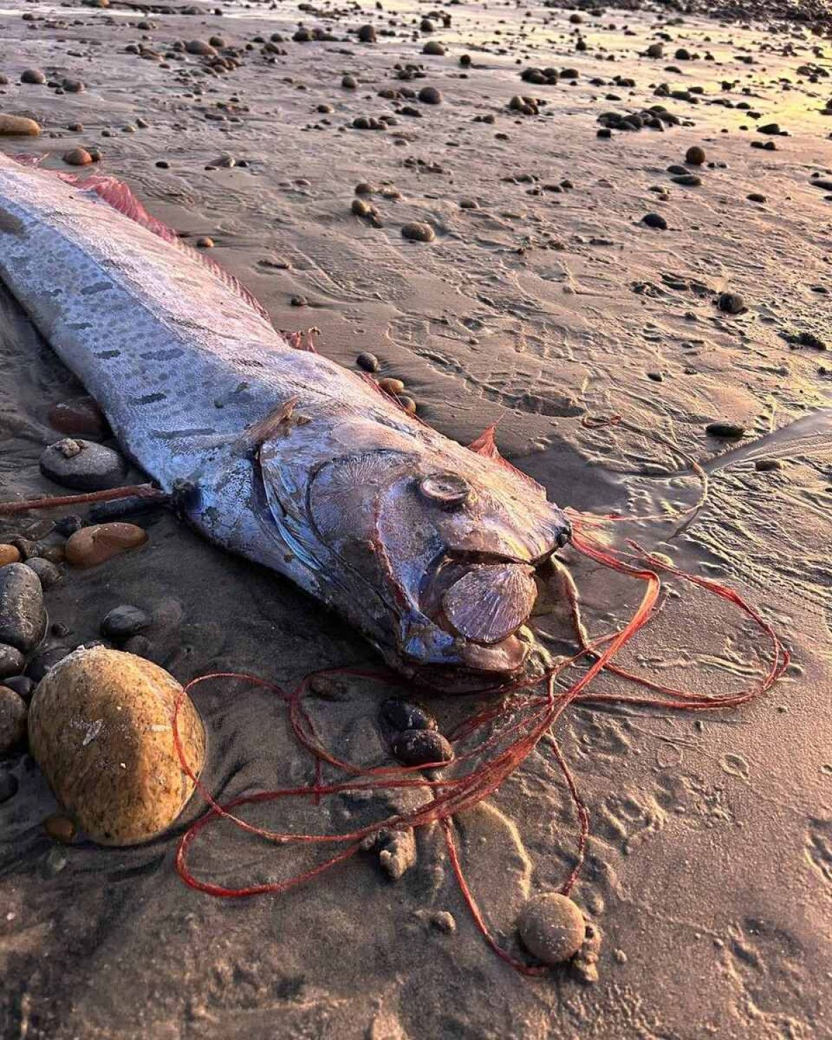 Peixe do juízo final é encontrado pela segunda vez no ano na Califórnia