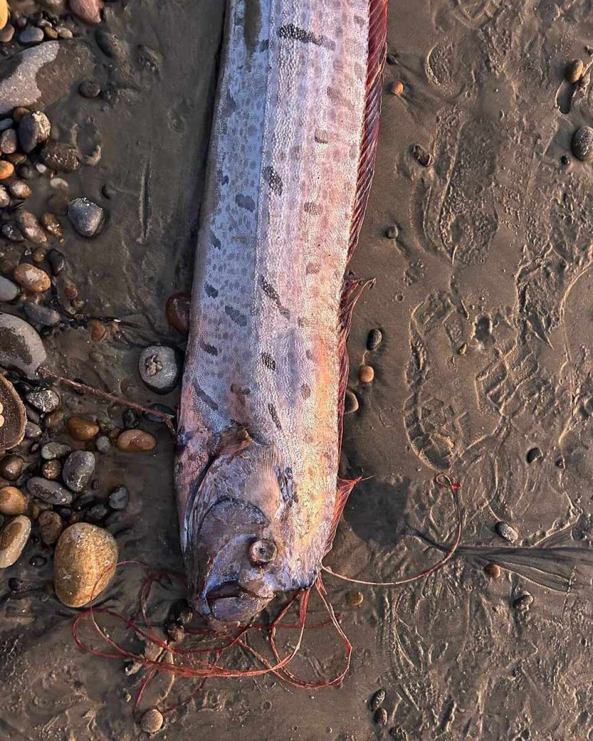 Peixe do juízo final é encontrado pela segunda vez no ano na Califórnia