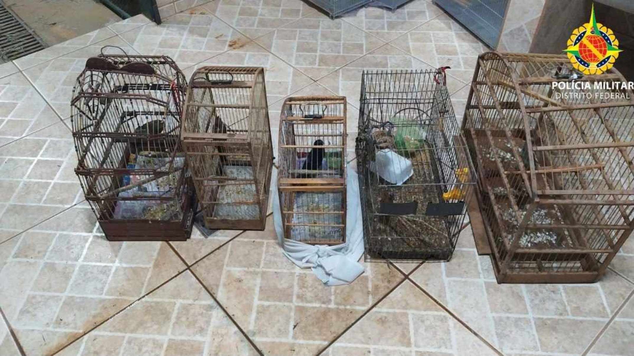 Operação resgata pássaros silvestres mantidos de forma ilegal na Estrutural