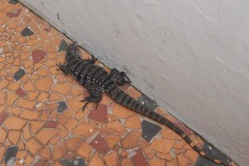 Lagarto de 70 centímetros invade casa e assusta moradores em cidade mineira - Divulga&ccedil;&atilde;o/CBMMG
