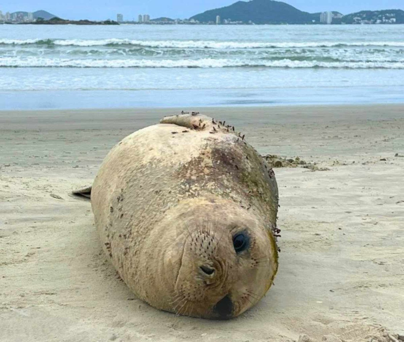 Elefante-marinho volta ao mar depois de ter encalhado no litoral de SP